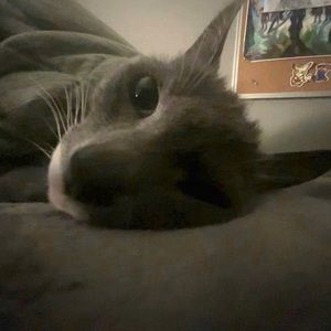 Meet your Posher, Brady